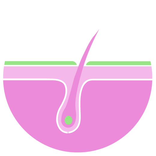 Illustration of a hair root.